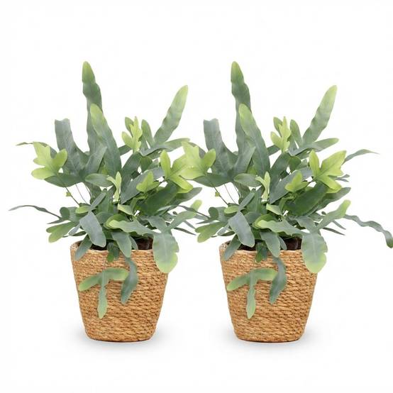 Phlebodium Aureum Bleu Star - H30cm - Image 4