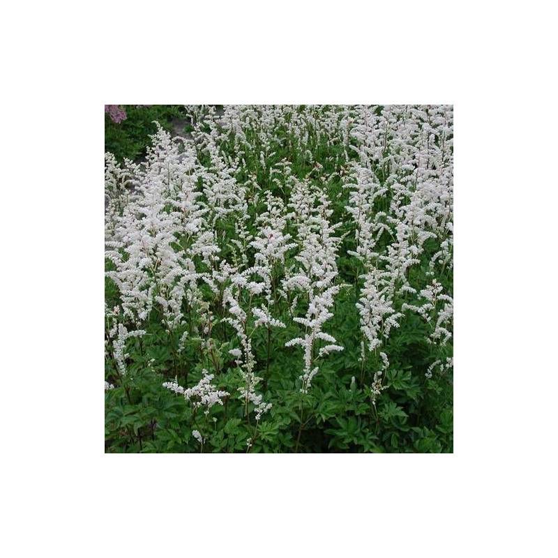 Astilbe d'Arends Mont Blanc à fleurs Blanche/ - feuillage Caduc - Godet - 5/20 cm - Image 1