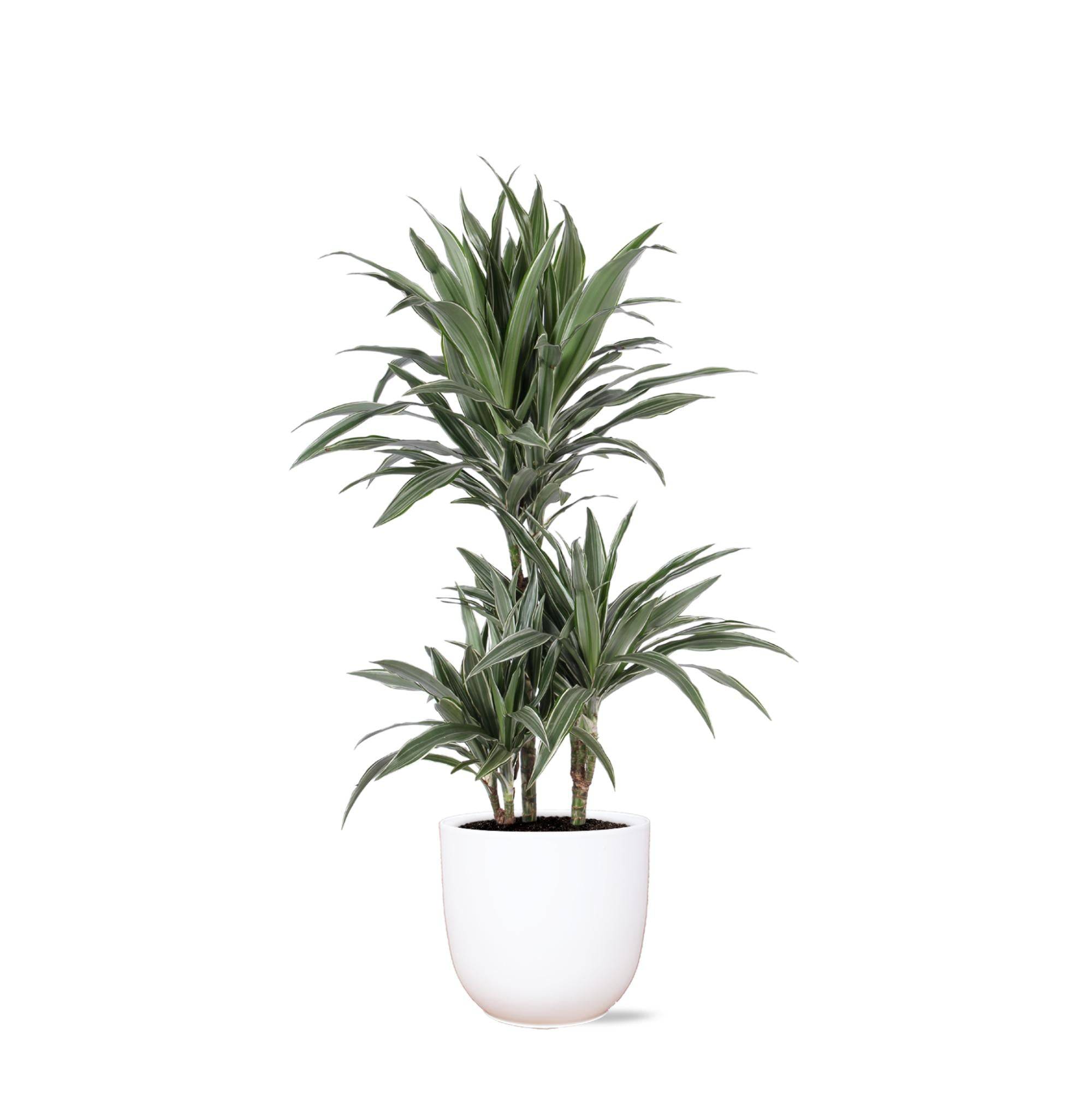 La Green Touch - Dracaena Warneckii et son pot- La Green Touch Blanc - Hauteur 65cm