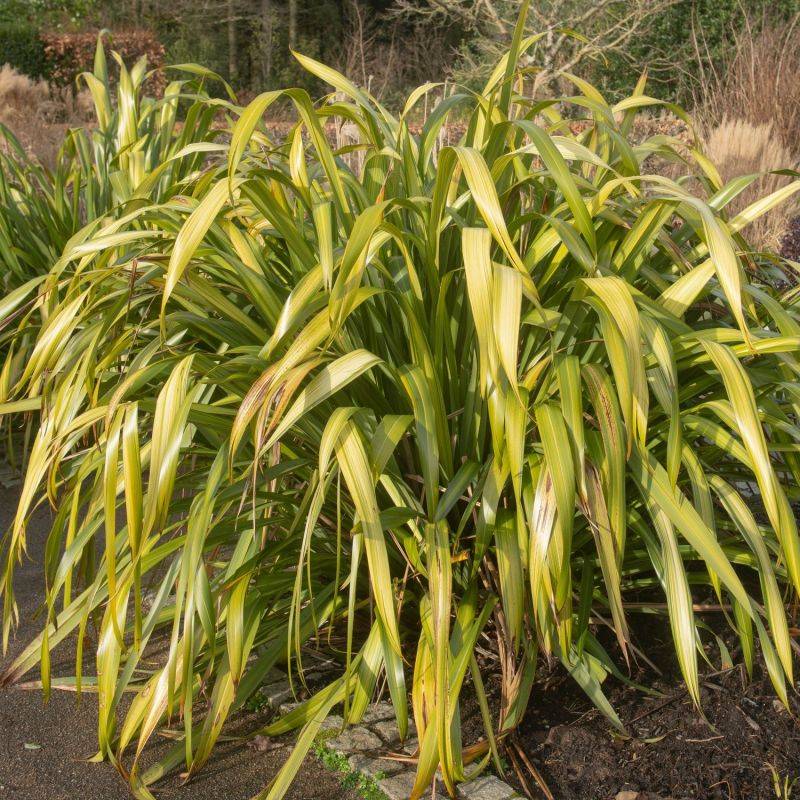 Lin de Nouvelle-Zélande (Phormium tenax) - Godet 9cm - Pépinières Naudet