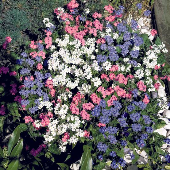 Graines de Myosotis Sylva Mix - Myosotis sylvatica le sachet de 50 graines environ
