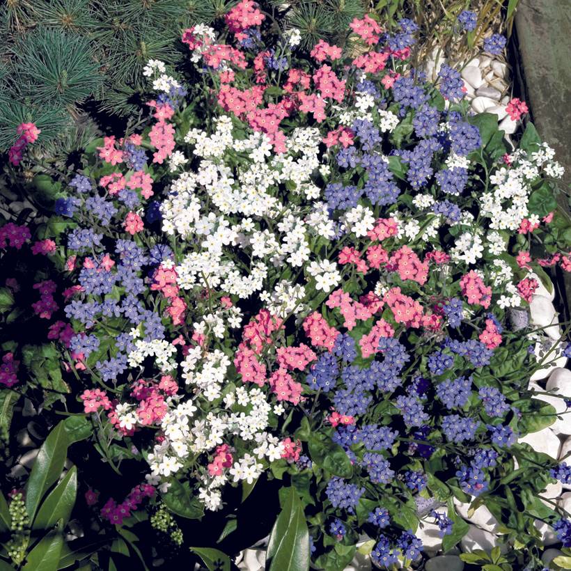 Graines de Myosotis Sylva Mix - Myosotis sylvatica le sachet de 50 graines environ