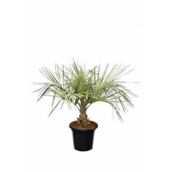 0 - Butia capitata (Palmier à vin ou gelée)Pot de 65L 125/150cm