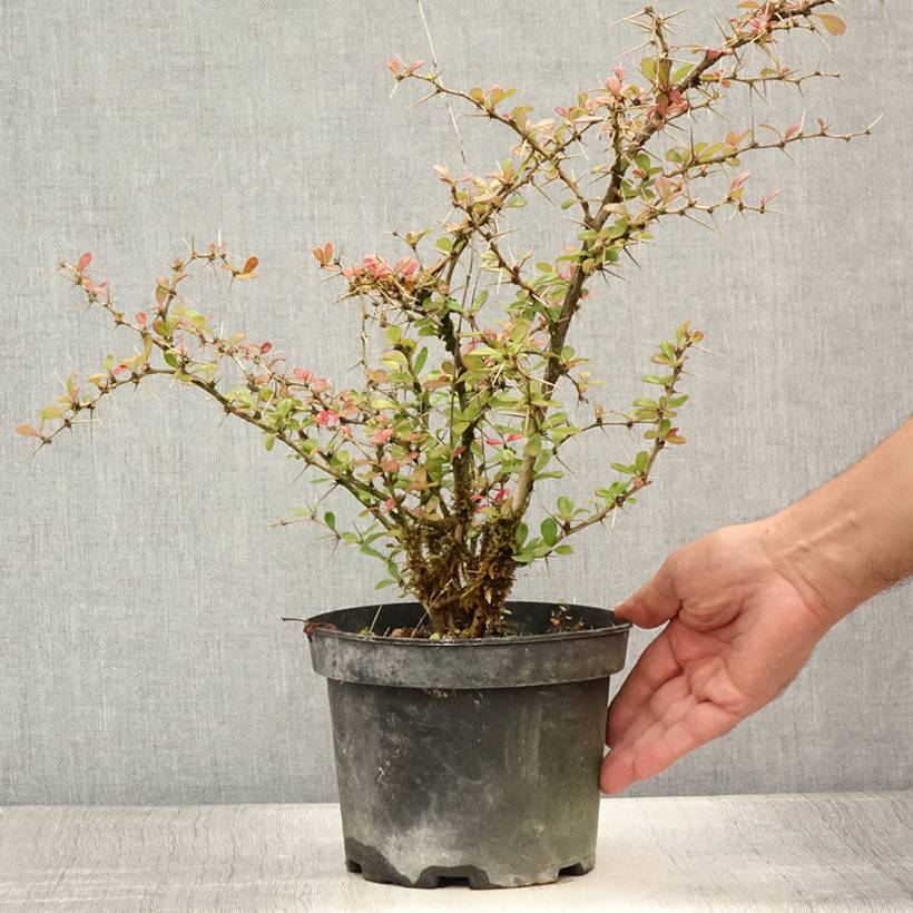 Berberis media Parkjuweel - Épine vinette Pot de 2L/3L - Image 2