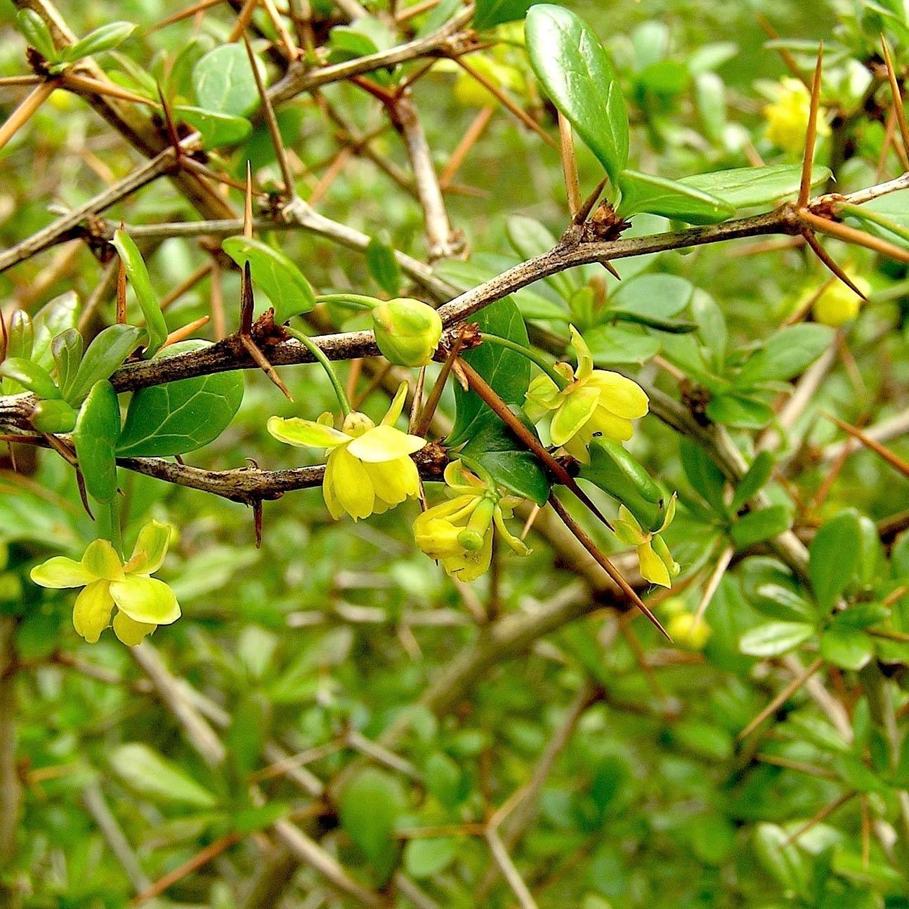 Promesse de Fleurs - Berberis media Parkjuweel - Épine vinette Pot de 2L/3L