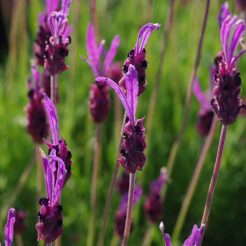 Lavande papillon Pedunculata à fleurs Violette/ - feuillage Semi-Persistant - Pot de 7,5L - 60/80 cm - Image 5