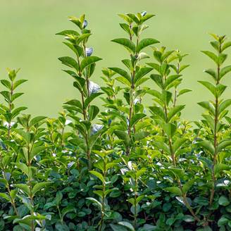 Troène de Californie - Ligustrum ovalifolium Green Diamond Pot de 2L/3L