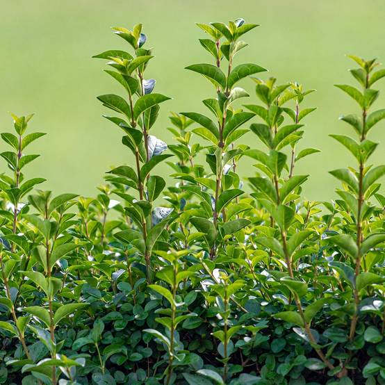 Troène de Californie - Ligustrum ovalifolium Green Diamond Pot de 2L/3L - Image 1