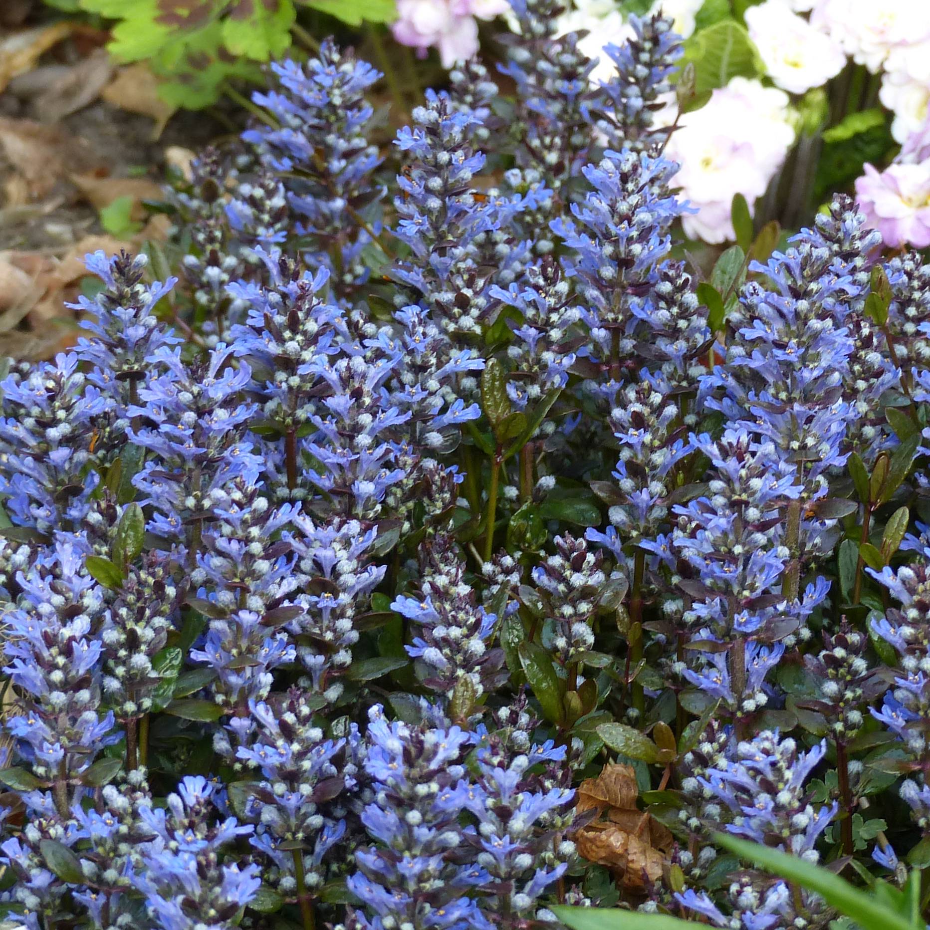 Promesse de Fleurs - Bugle rampante - Ajuga tenorii Chocolate Chip (Valfredda) Pot de 2L/3L