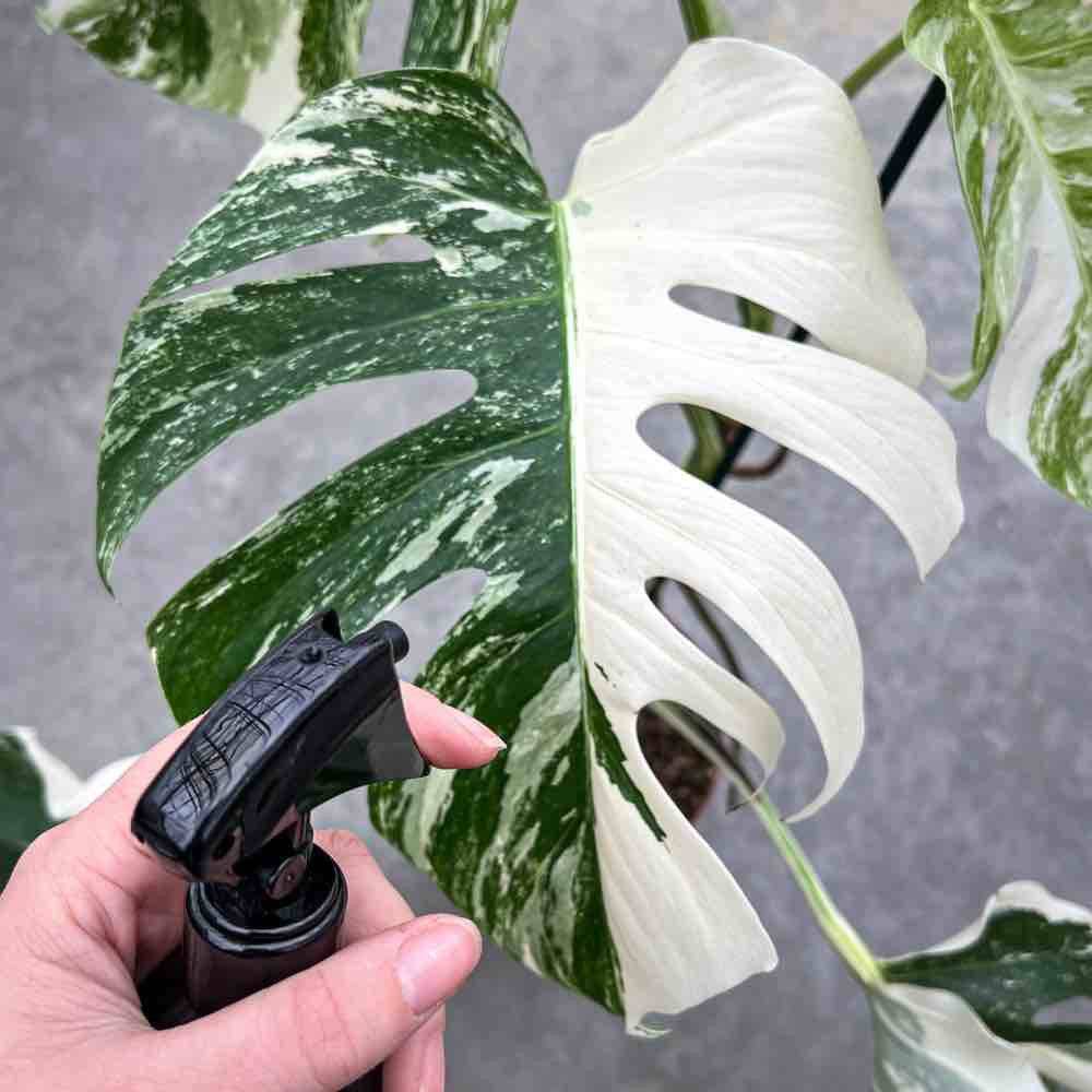 Pulvérisateur pour plantes, vaporisateur, bouteille de pulvérisation, brume fine, 250ml - X3 unités - Image 2