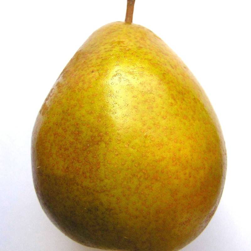 Poirier Beurré Hardy - Bon rendement - Pot de 20L - Tige - 175/200 cm - De 3,00 m à 5,00 m - Image 5