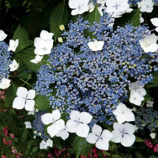 Hortensia - Hydrangea serrata Blue Bird Pot de 3L/4L - Image 1