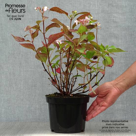 Hortensia - Hydrangea serrata Blue Bird Pot de 3L/4L - Image 2