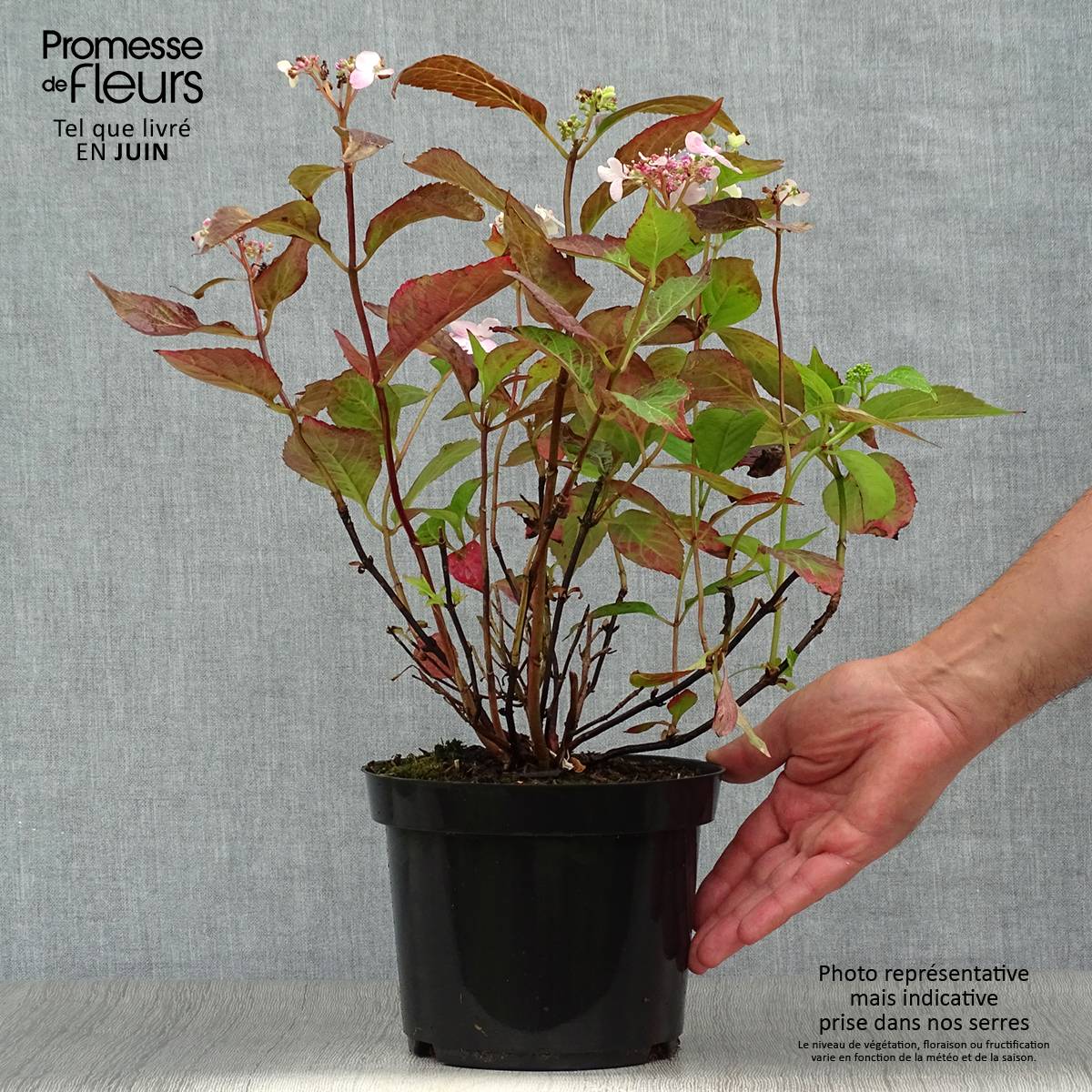 Hortensia - Hydrangea serrata Blue Bird Pot de 3L/4L - Image 2