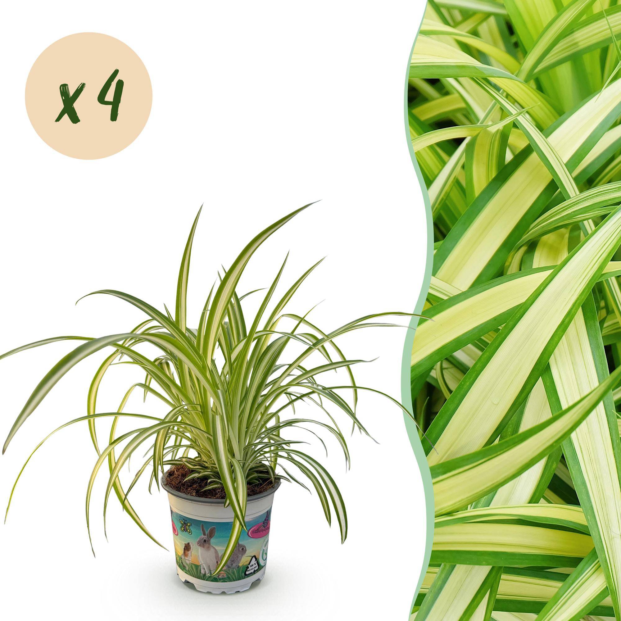 Chlorophytum comosum Variegatum - Pet-friendly - Plante araignée - Pot de 12cm - Hauteur 20-30cm - 4 plantes - Sans cache-pot - Plantes d'intérieur - Image 1