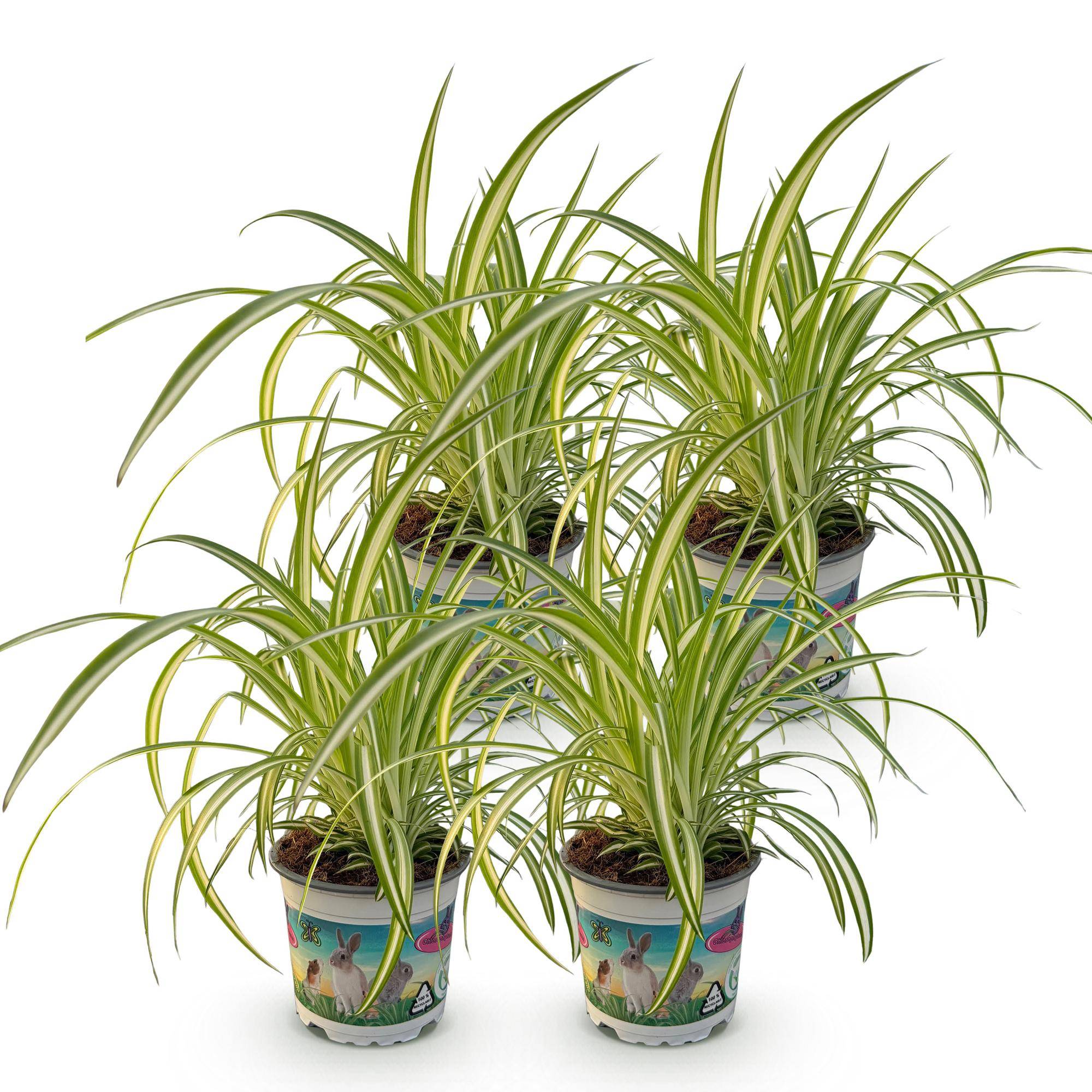 Chlorophytum comosum Variegatum - Pet-friendly - Plante araignée - Pot de 12cm - Hauteur 20-30cm - 4 plantes - Sans cache-pot - Plantes d'intérieur - Image 2