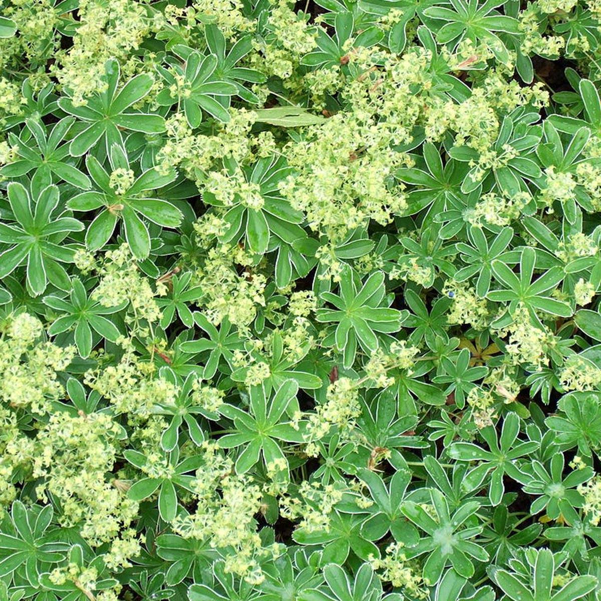 Promesse de Fleurs - Alchemilla alpina - Alchémille des Alpes Godet de 8/9 cm