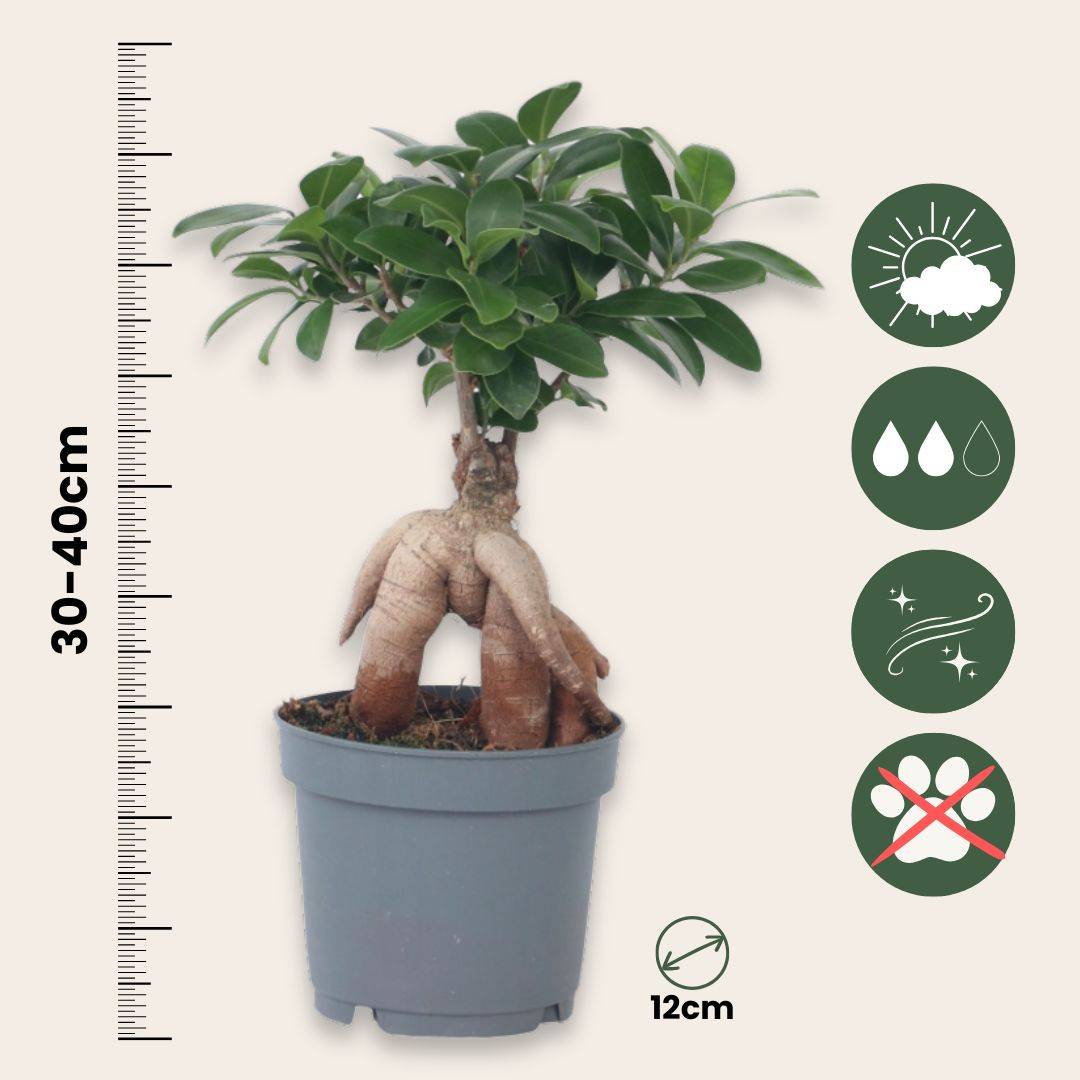 Plant In A Box - Bonsaï - Ficus microcarpa - Hauteur 30-40cm - ⌀12cm - Image 6