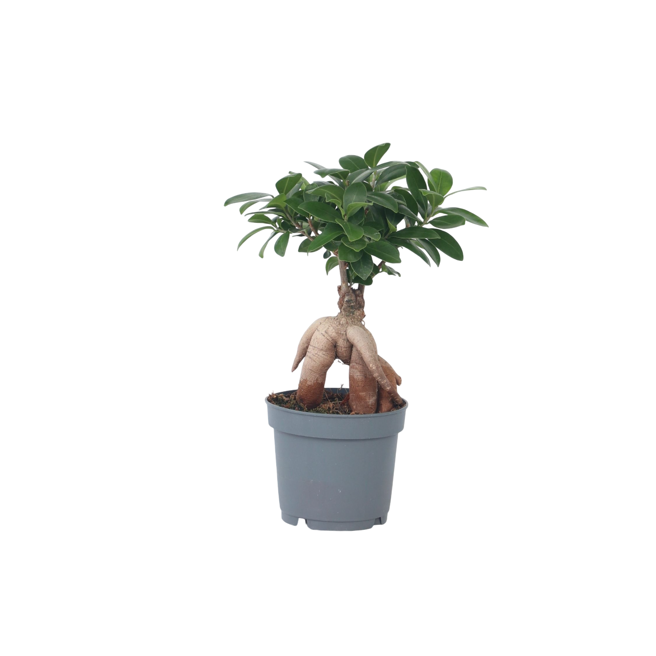 Plant In A Box - Bonsaï - Ficus microcarpa - Hauteur 30-40cm - ⌀12cm - Image 1