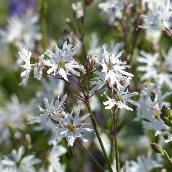 Lychnis flos-cuculi White Robin - Oeillet des prés blanc Godet de 7/8 cm