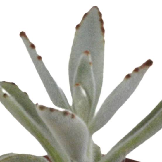 La Green Touch - Coffret Succulente & Cactus + caches-pots blancs- La Green Touch - Image 8