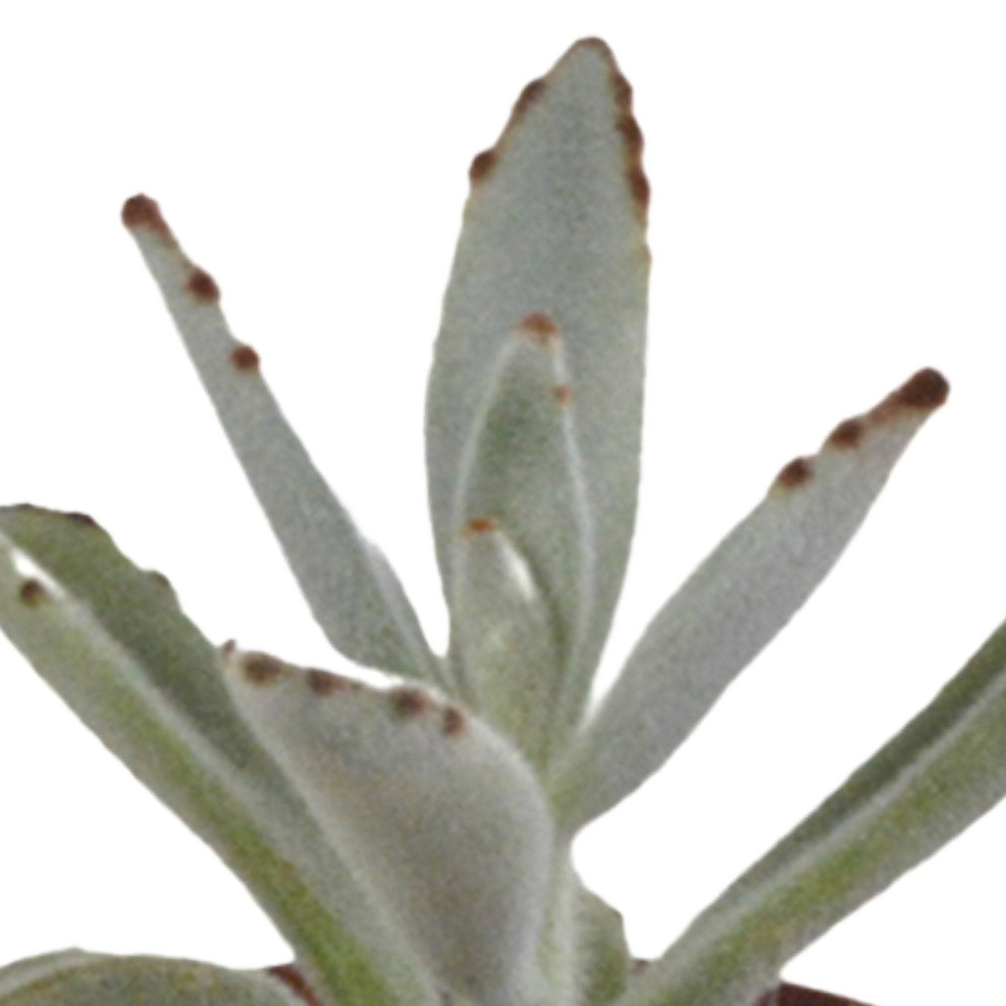 La Green Touch - Coffret Succulente & Cactus + caches-pots blancs- La Green Touch - Image 8