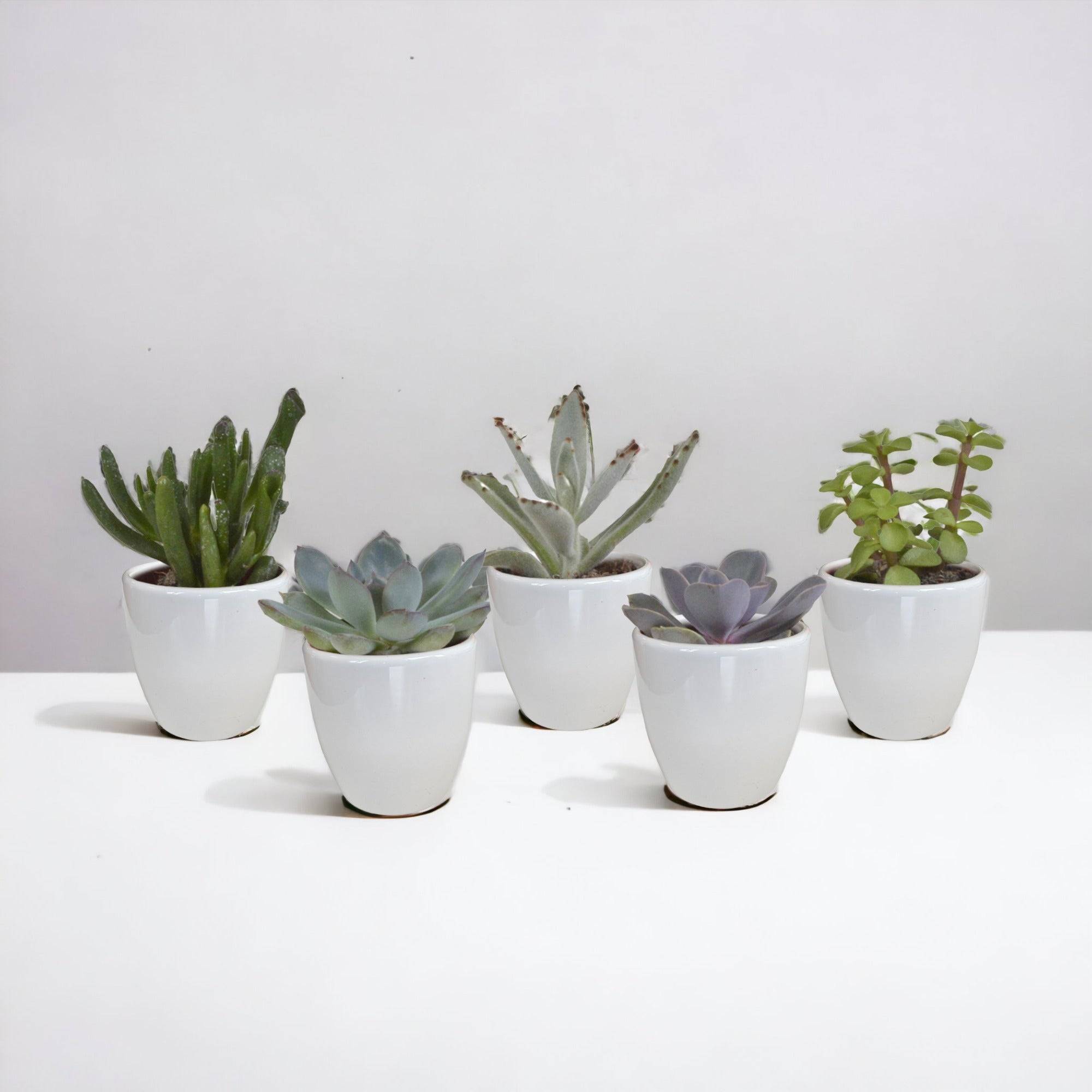 Coffret Succulente & Cactus + caches-pots blancs- La Green Touch