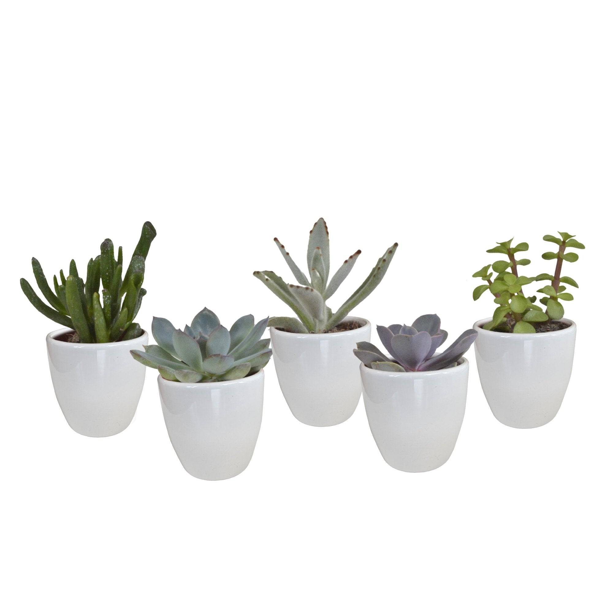 La Green Touch - Coffret Succulente & Cactus + caches-pots blancs- La Green Touch - Image 3