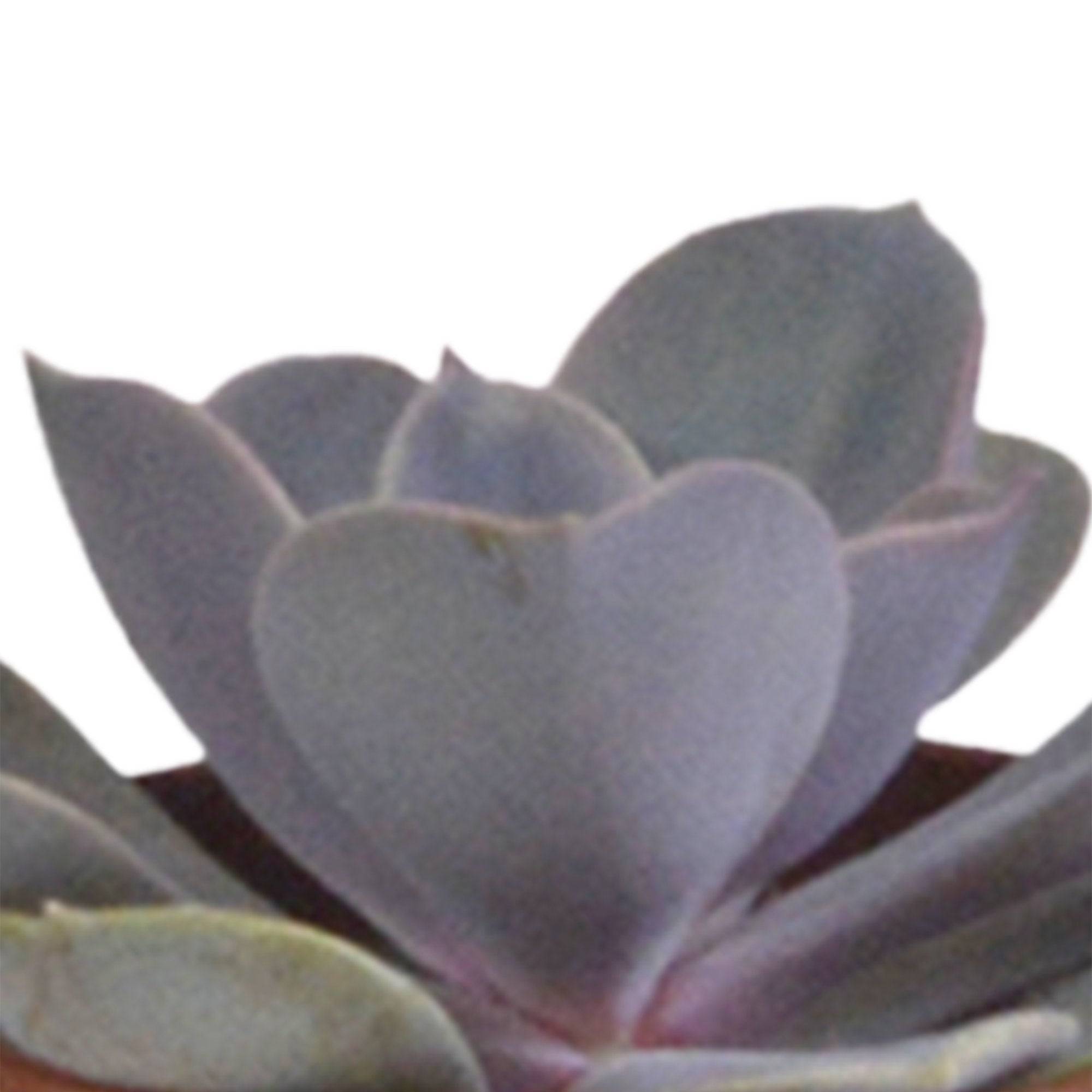 La Green Touch - Coffret Succulente & Cactus + caches-pots blancs- La Green Touch - Image 7