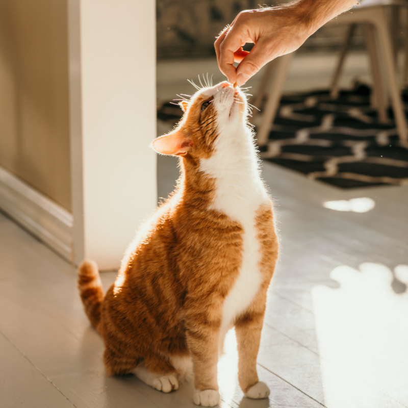 Nestor - Friandises Bio Sans Céréales au Saumon pour Chat - Image 2