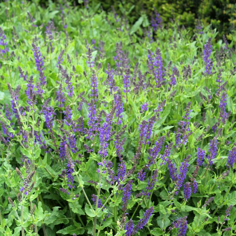 Sauge des bois - Salvia nemorosa Viola Klose Godet de 8/9 cm