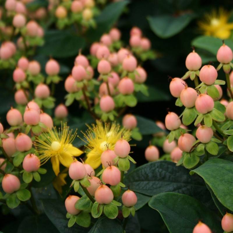 Millepertuis Magical® Beauty 'Kolmbeau', Hypericum à fleurs Jaune - feuillage Persistant - Pot de 1,5L - 10/20 cm-  hauteur à maturité De 1,00 m à 1,5 - Image 1