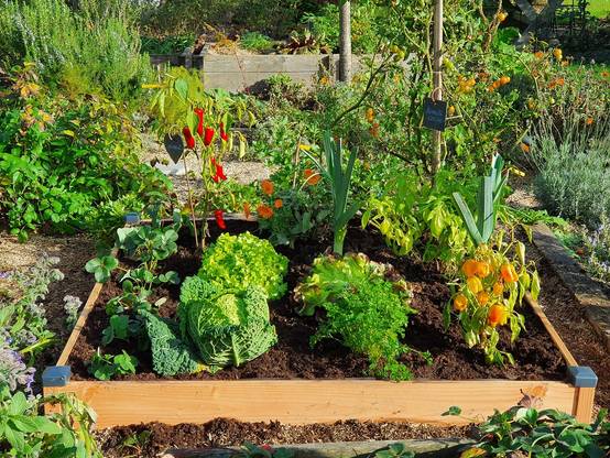 Mon Petit Potager - Carre potager en bois Douglas PREMIUM GM 126 x 126 x H14 cm - Epaisseur 19mm - mon PETIT POTAGER - Image 3