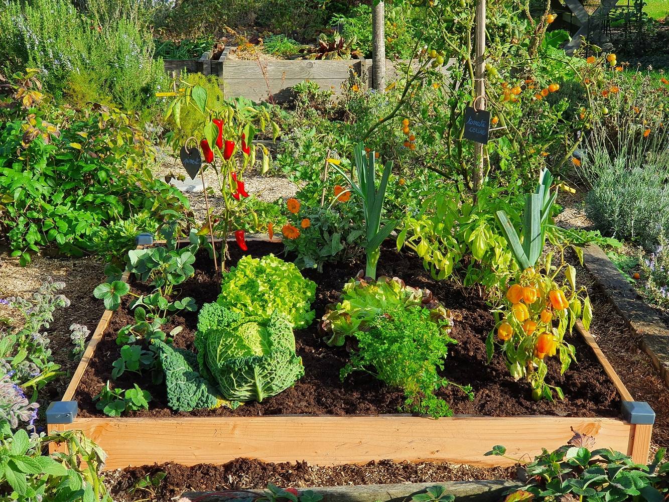 Mon Petit Potager - Carre potager en bois Douglas PREMIUM GM 126 x 126 x H14 cm - Epaisseur 19mm - mon PETIT POTAGER - Image 3