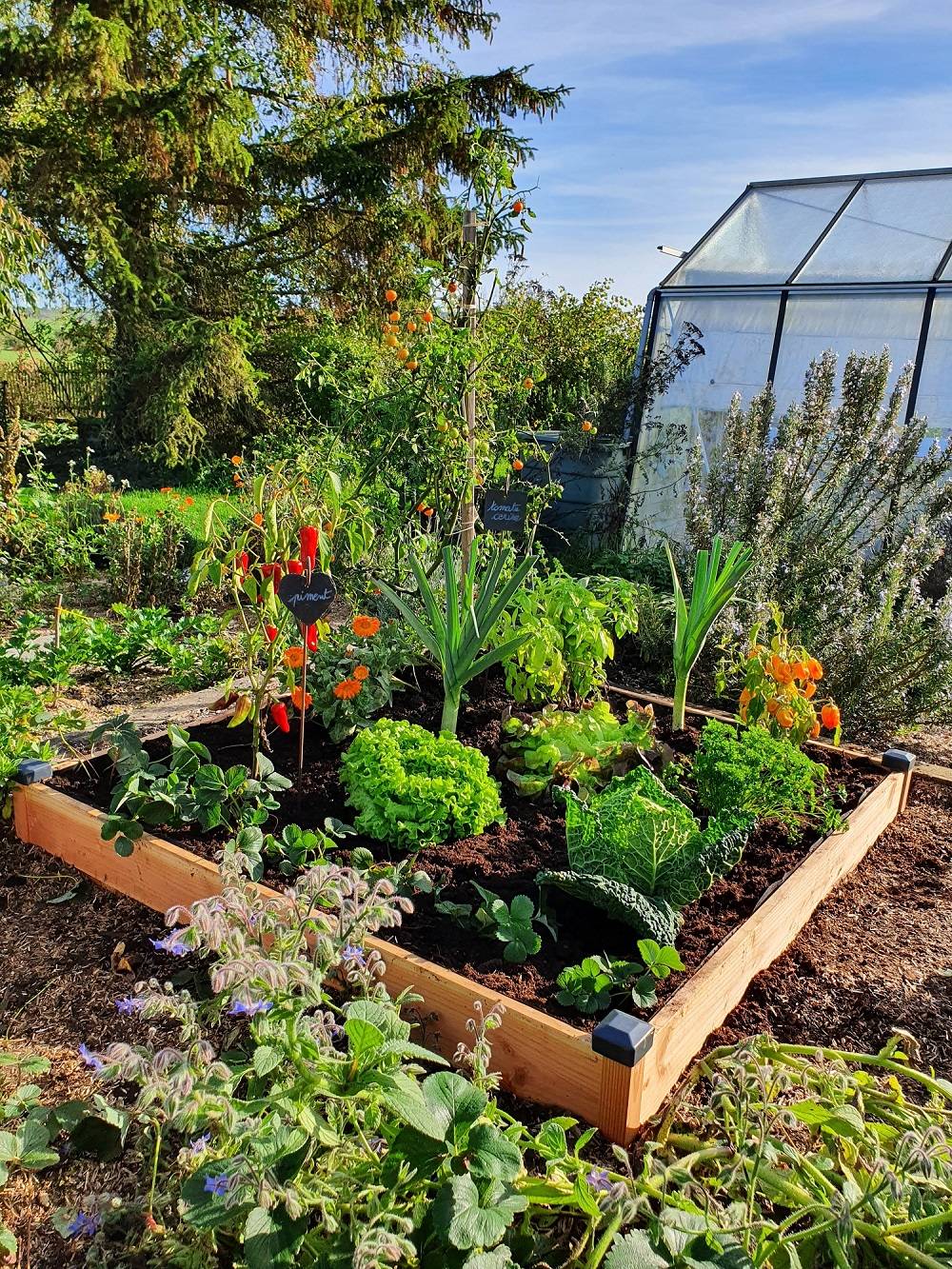 Mon Petit Potager - Carre potager en bois Douglas PREMIUM GM 126 x 126 x H14 cm - Epaisseur 19mm - mon PETIT POTAGER - Image 4