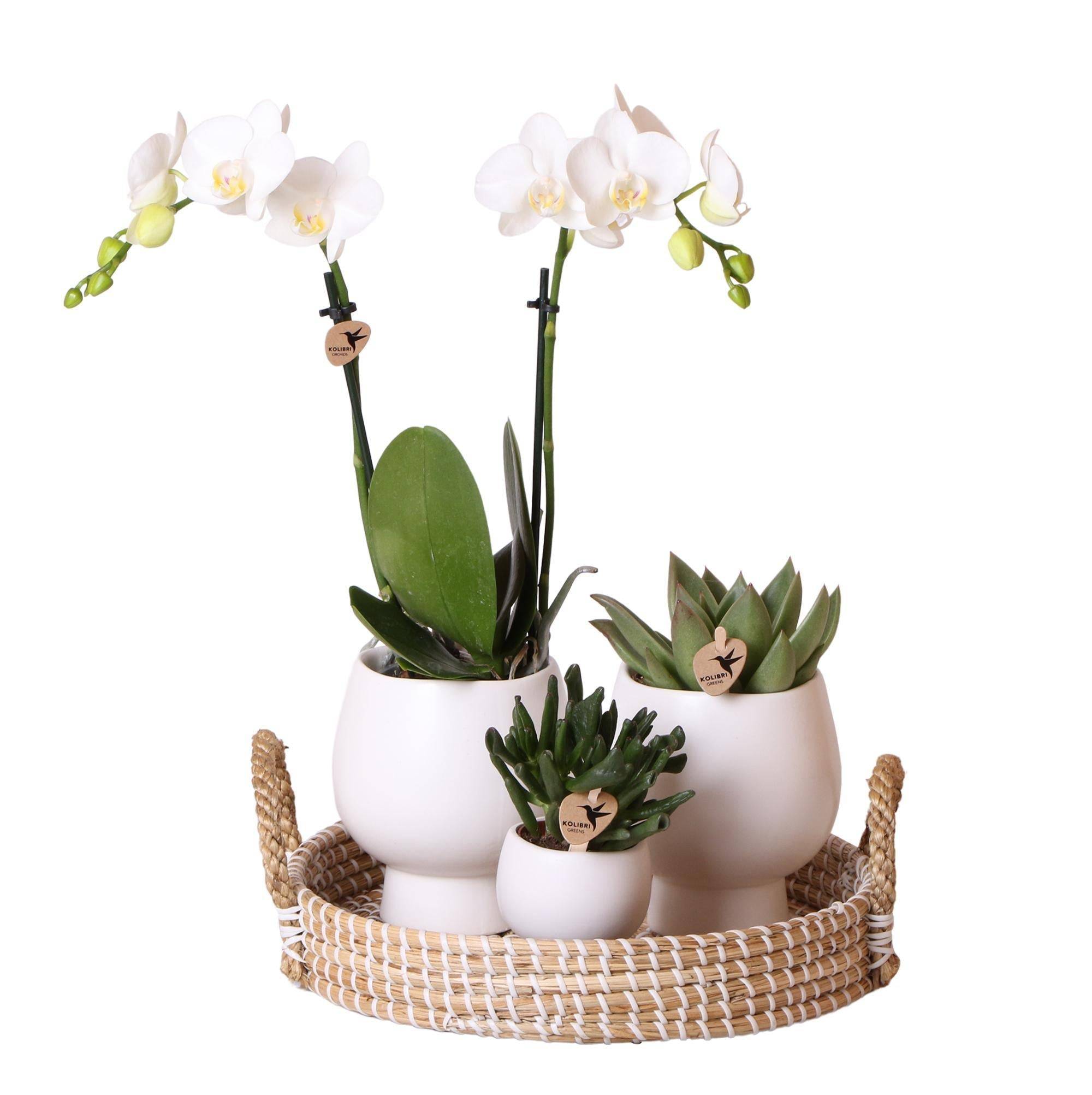 La Green Touch - Coffret Cadeau Scandic : Orchidée Phalaenopsis Blanche et Plantes Succulentes- La Green Touch - Image 1