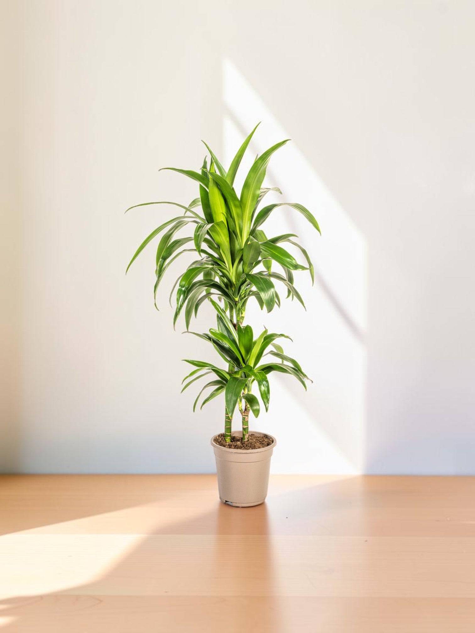 Dracaena Deremensis Lisa - D19 H70cm - Gamm vert