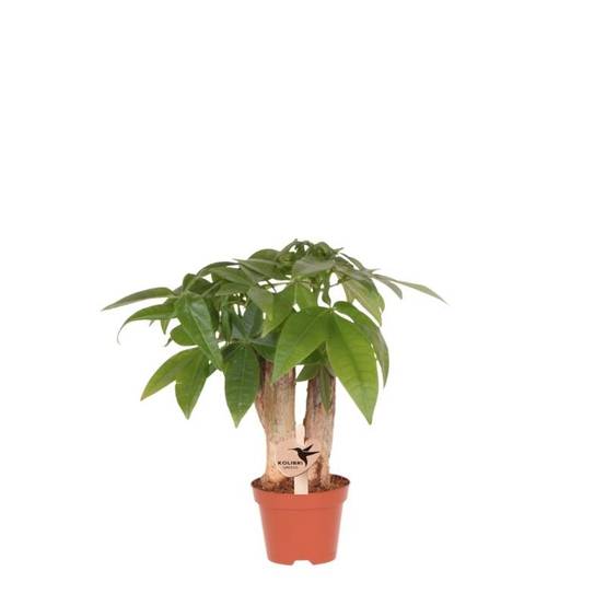 Pachira - Ø6cm - ↕25cm - Plantes d'intérieur - Image 1