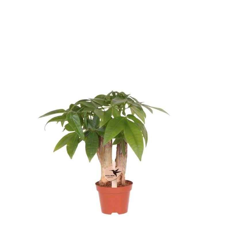 Pachira - Ø6cm - ↕25cm - Plantes d'intérieur - Image 1