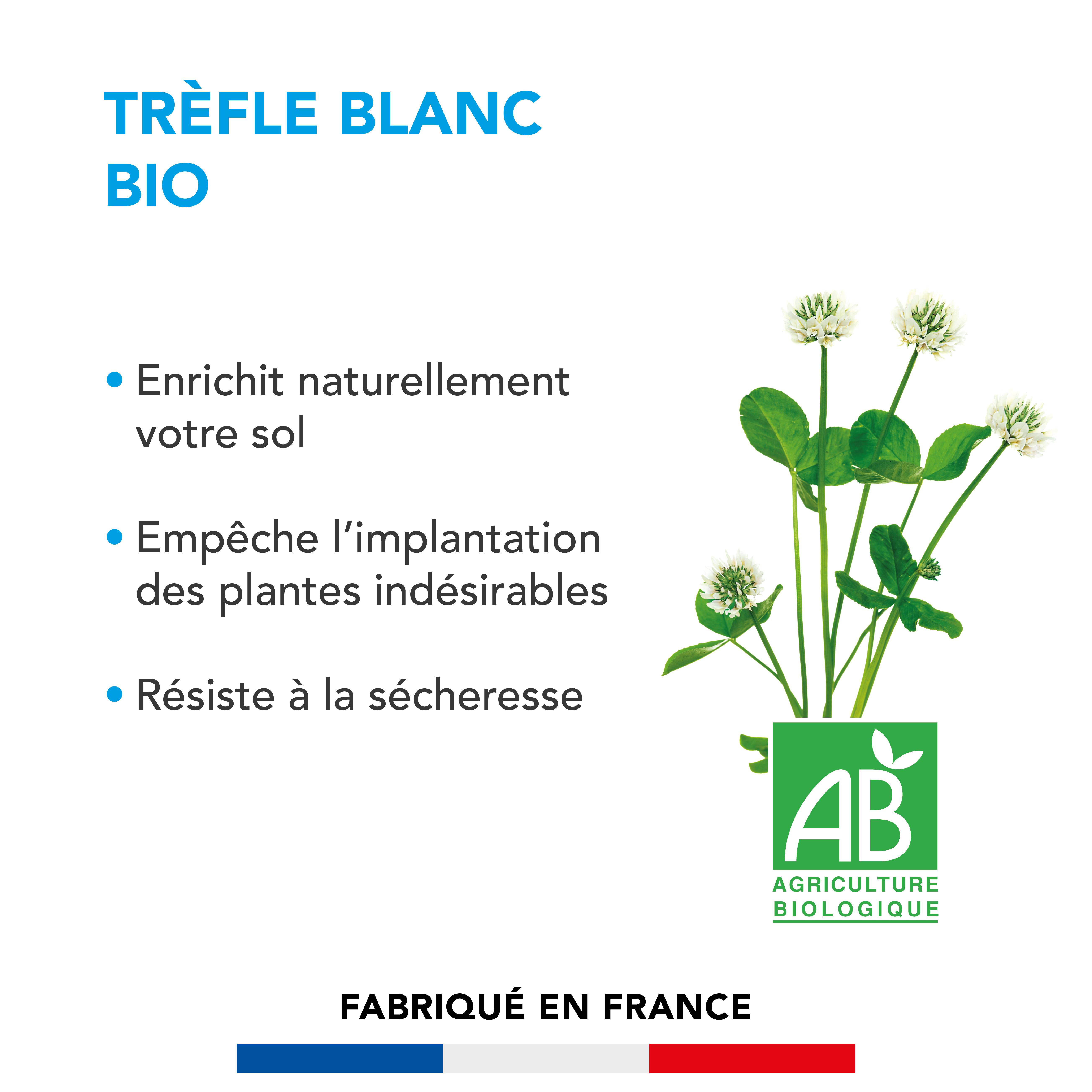 Barenbrug - Trèfle blanc - Enrichit Naturellement Sol - Empêche Installation Plantes Indésirables - Résiste Sécheresse - 500G - BARENBRUG - Image 2