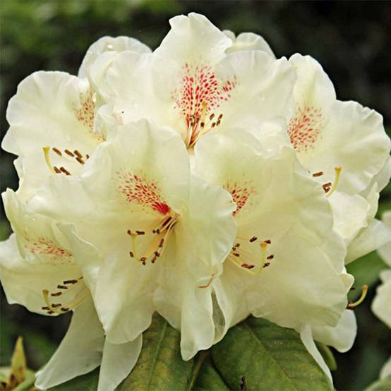 Promesse de Fleurs - Azalée de Chine Harvest Moon - Azalea mollis Pot de 4L/5L - Image 1