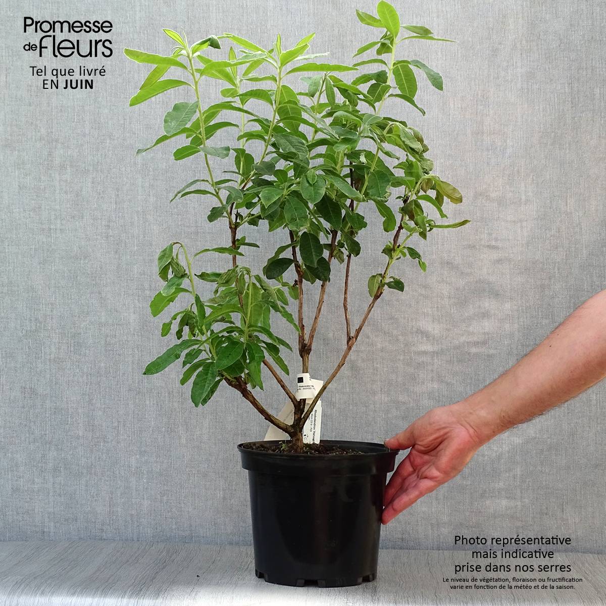 Promesse de Fleurs - Azalée de Chine Harvest Moon - Azalea mollis Pot de 4L/5L - Image 2