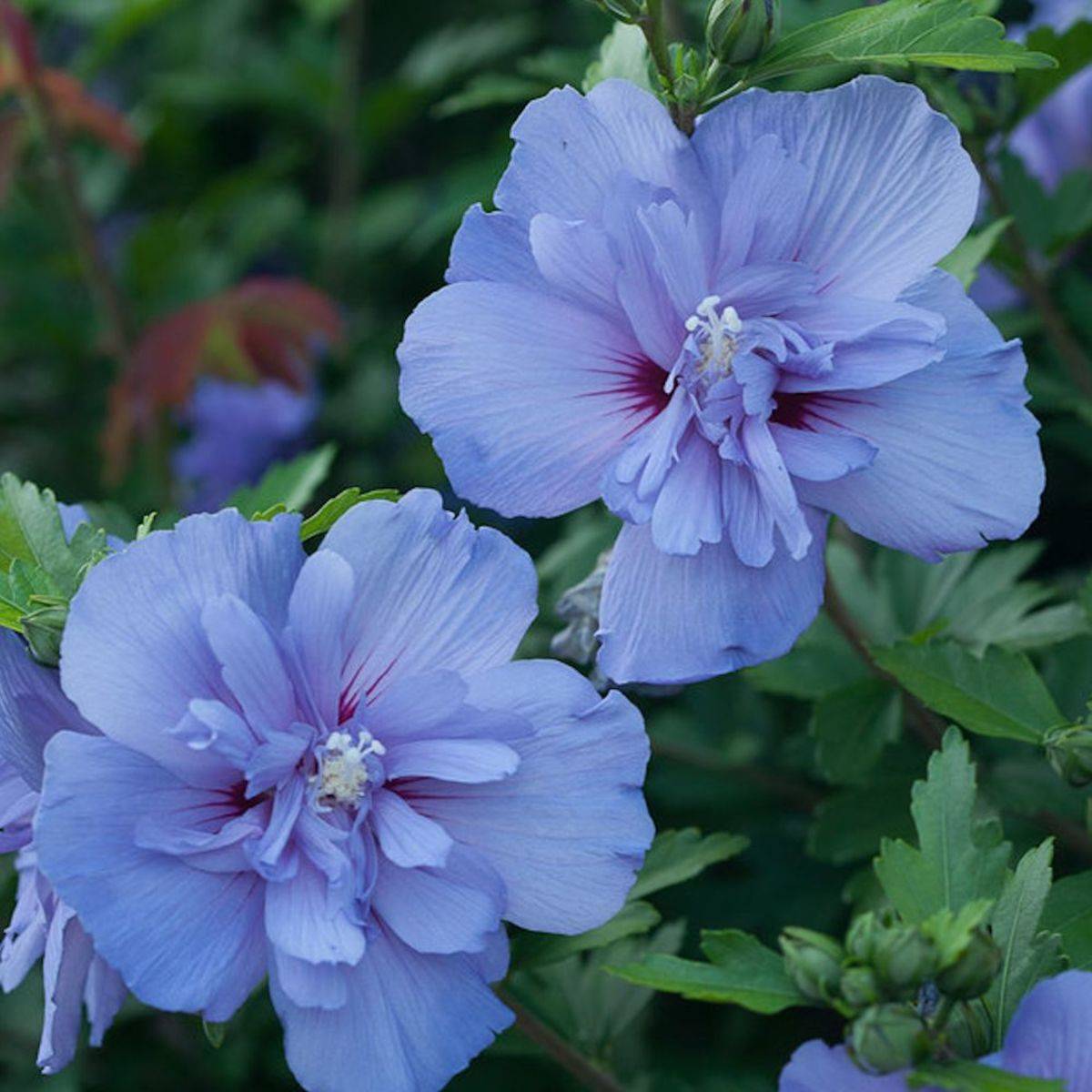 Hibiscus Blue Chiffon® 'Notwoodthree', Althéa à fleurs Bleue - feuillage Caduc - Pot de 4L - 40/60 cm-  hauteur à maturité De 1,50 m à 2,00 m - Image 5