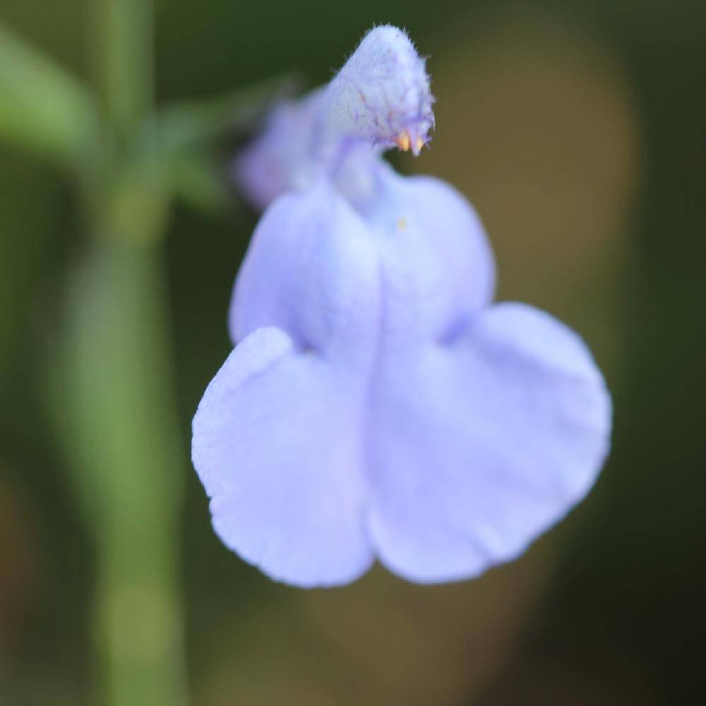 Salvia microphylla Delice Aquamarine - sauge arbustive Godet de 8/9 cm - Image 1