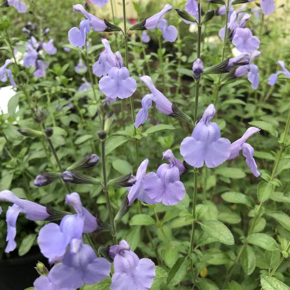 Salvia microphylla Delice Aquamarine - sauge arbustive Godet de 8/9 cm - Image 2