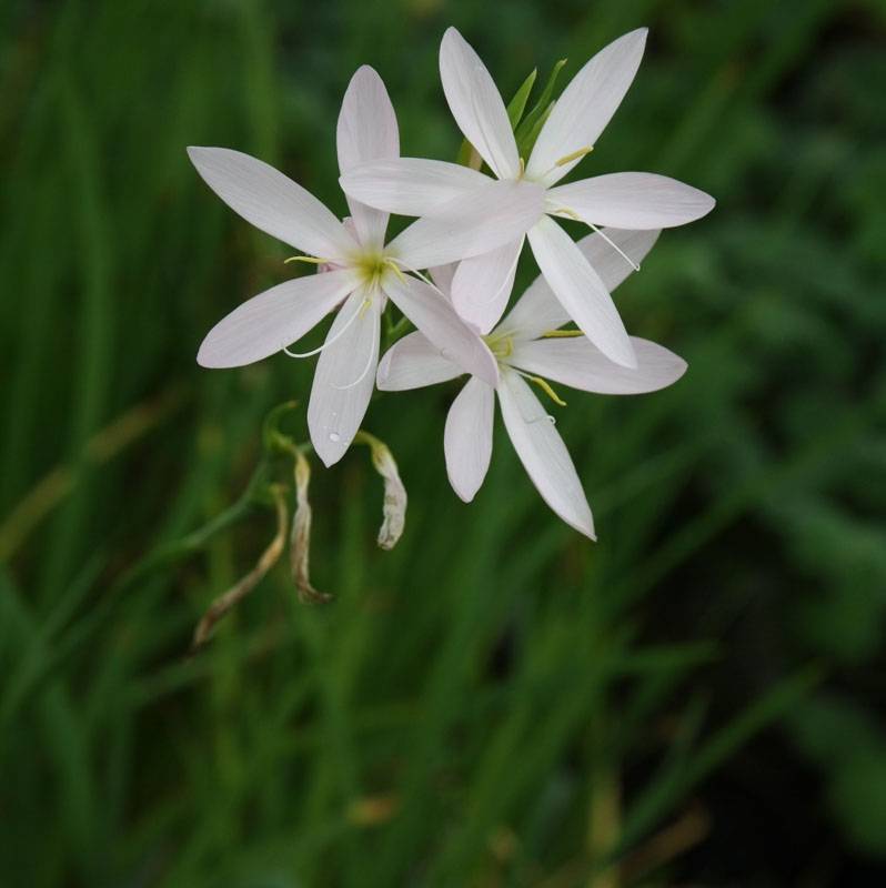Promesse de Fleurs - Schizostylis coccinea Alba, Lis des Cafres Godet de 7/8 cm