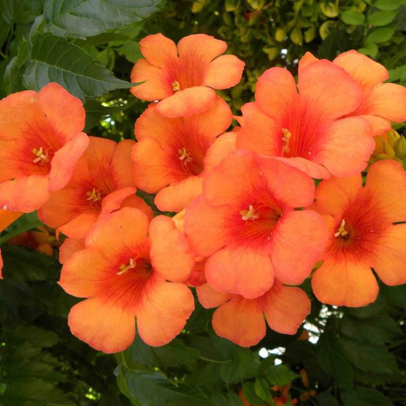 Bignone Indian Summer® 'Kudian' à fleurs Orange - feuillage Caduc - Pot de 1L - 30/60 cm-  hauteur à maturité De 2,00 m à 2,50 m - Image 1