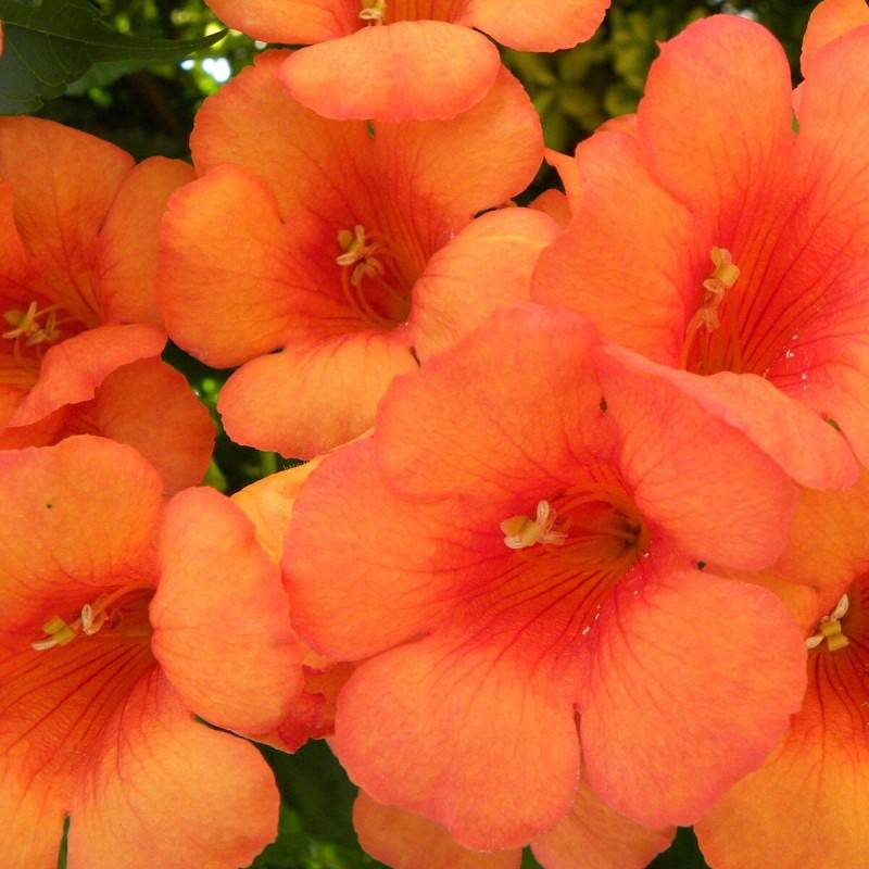 Bignone Indian Summer® 'Kudian' à fleurs Orange - feuillage Caduc - Pot de 1L - 30/60 cm- hauteur à maturité De 2,00 m à 2,50 m - Image 5