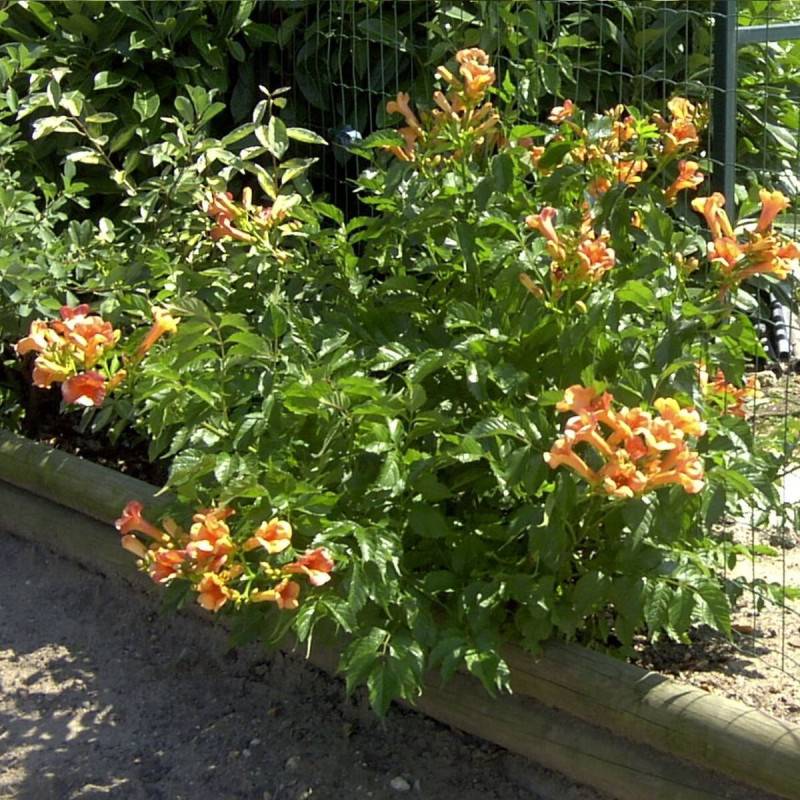 Bignone Indian Summer® 'Kudian' à fleurs Orange - feuillage Caduc - Pot de 1L - 30/60 cm-  hauteur à maturité De 2,00 m à 2,50 m - Image 2