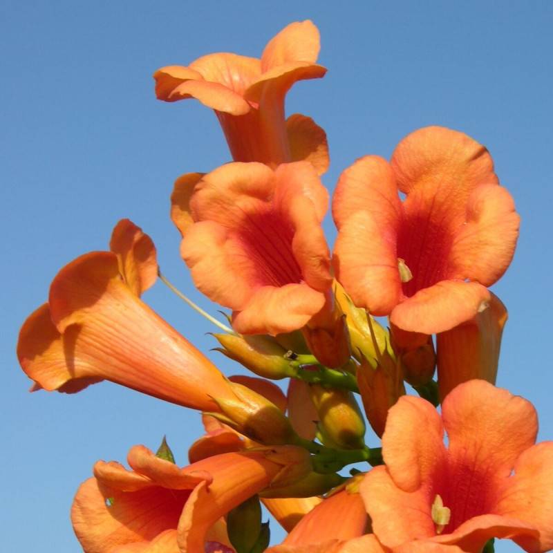Bignone Indian Summer® 'Kudian' à fleurs Orange - feuillage Caduc - Pot de 1L - 30/60 cm-  hauteur à maturité De 2,00 m à 2,50 m - Image 4